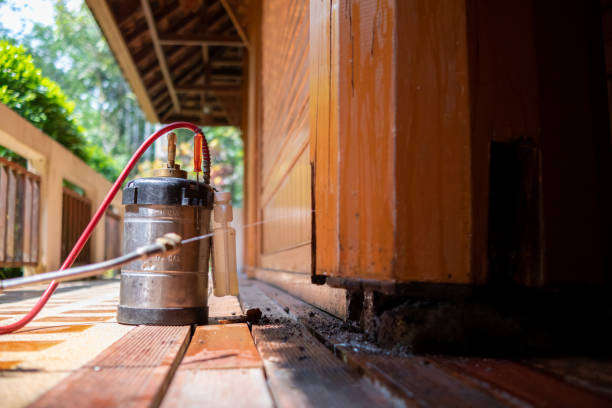 Best Wasp Removal Services  in Dublin, TX